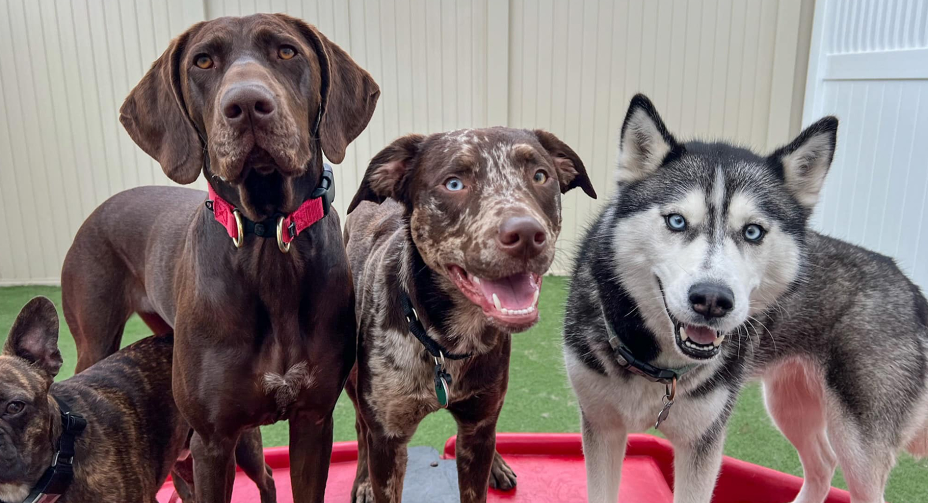 Camp Bow Wow in Albuquerque, NM